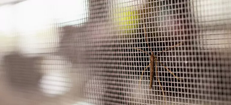 Repair Mosquito Mesh For Windows in Lafayette, CA